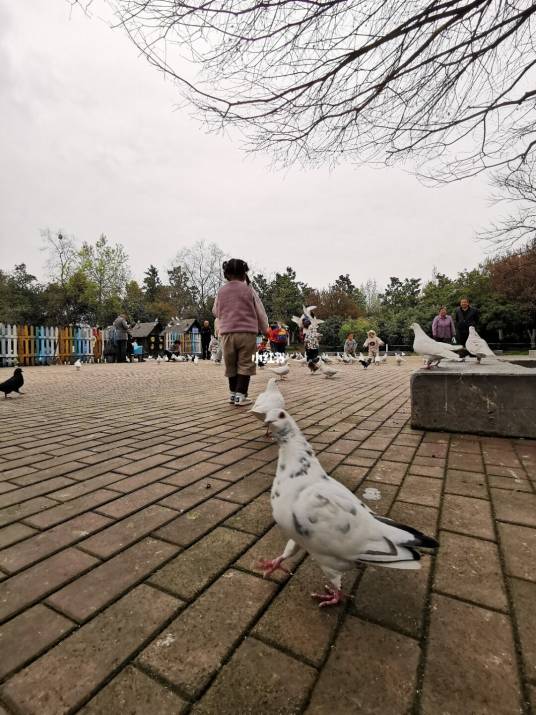 安徽合肥杏花公园