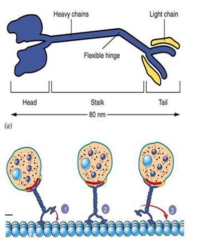 驱动蛋白kinesin