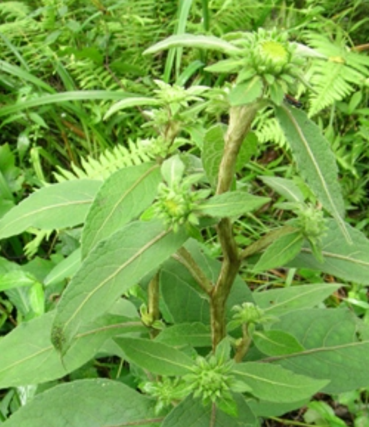 野葵花（菊科植物）