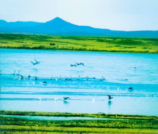 天鹅湖（内蒙古乌兰察布市察哈尔右翼后旗天鹅湖）