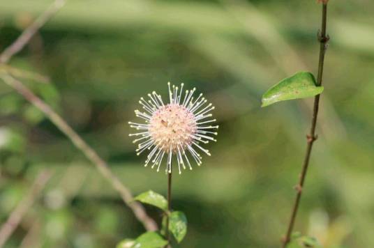 水团花（茜草科水团花属植物）