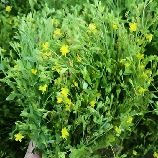 田基黄（菊科田基黄属植物）