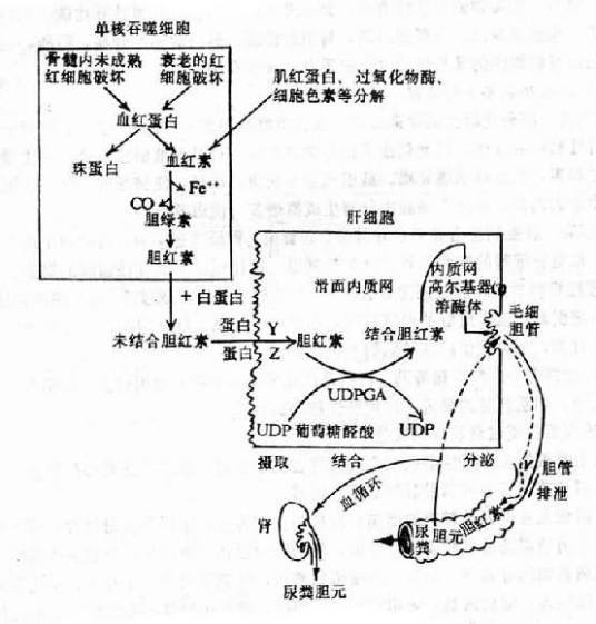 高胆红素血