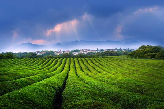 敬亭山茶场