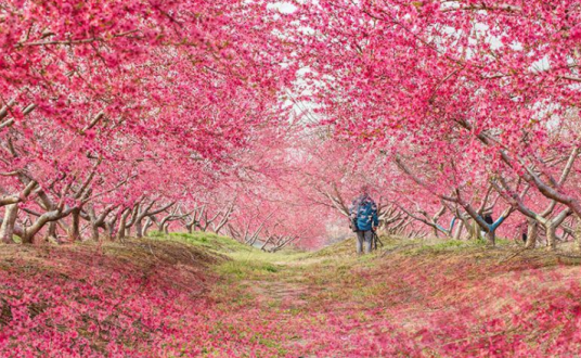 合肥桃蹊桃花节