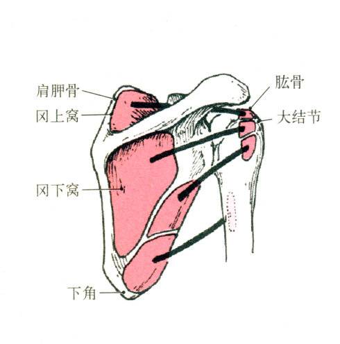 大圆肌