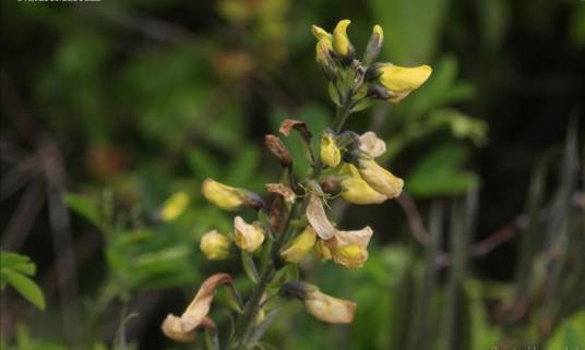 野决明（豆科野决明属植物）