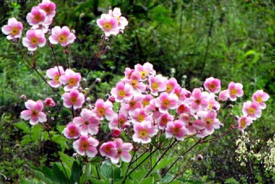 打破碗花花（毛茛科银莲花属植物）