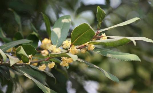 月桂（樟科、月桂属植物）