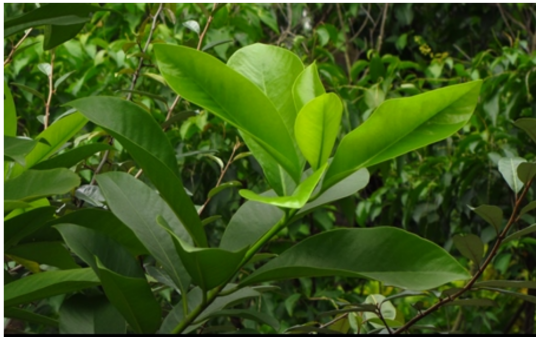 藤黄（藤黄科藤黄属植物）