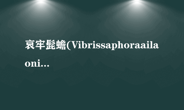 哀牢髭蟾(Vibrissaphoraailaonica)（珍稀保护动物）