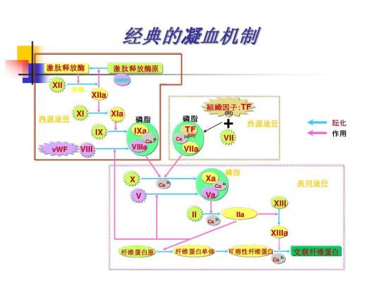 纤维蛋白原