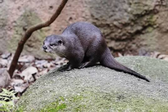 小爪水獭属