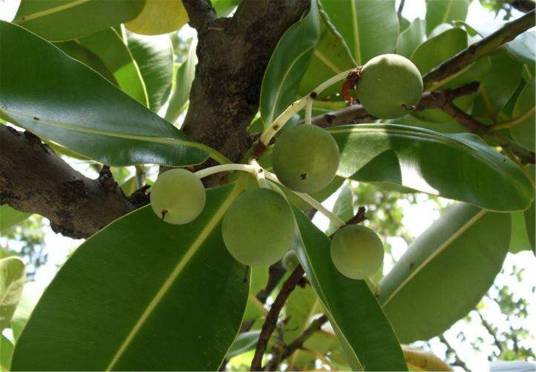 红厚壳（红厚壳科红厚壳属植物）