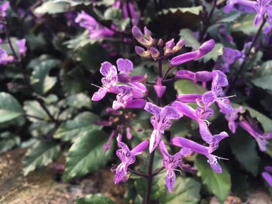 香茶菜（唇形科香茶菜属植物）