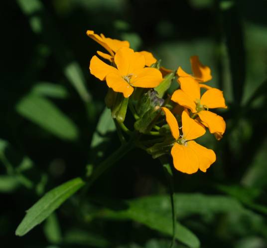 糖芥（十字花科糖芥属植物）