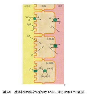 水电解质紊乱