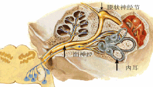 面神经