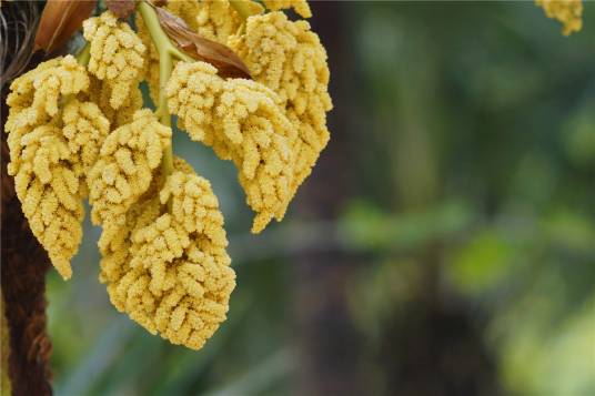 棕花（植物）