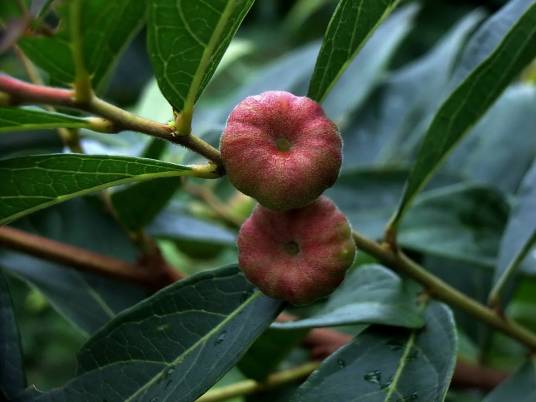 算盘子（叶下珠科算盘子属植物）