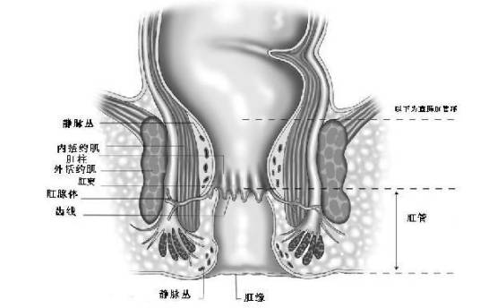 肛门内括约肌