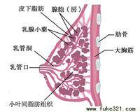 乳房结核