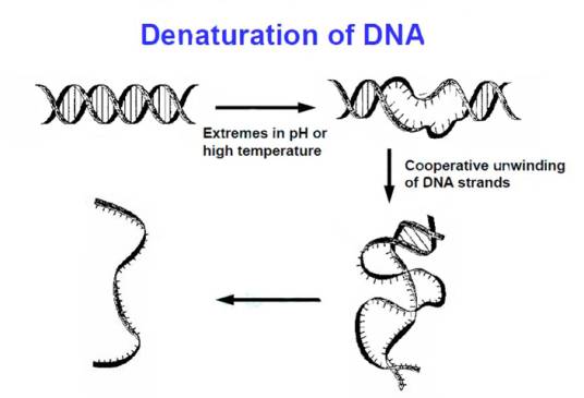 DNA变性