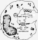 遗传代谢病检测