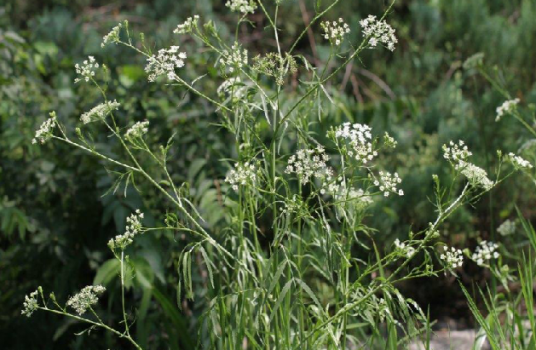 泽芹（中药）