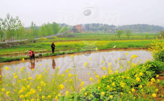 邓岗村（河南省南阳市邓州市九龙乡邓岗村）