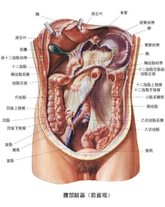 腹部爆震伤