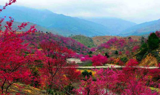 新丰樱花峪