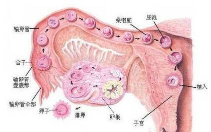 卵巢性不孕症