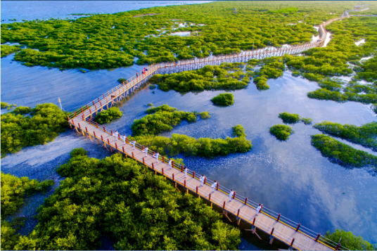 北海金海湾红树林生态旅游区