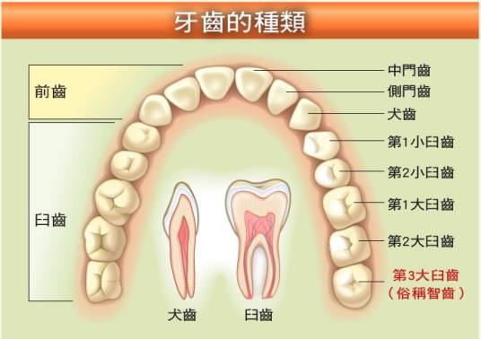 臼齿