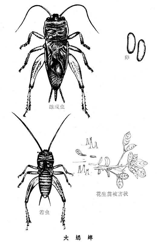 大蟋蟀