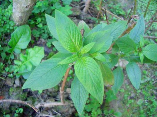 雨伞花（茜草科蓝星花属植物）