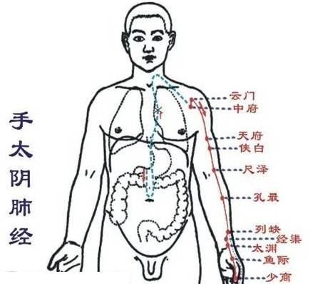 手太阴肺经路线图