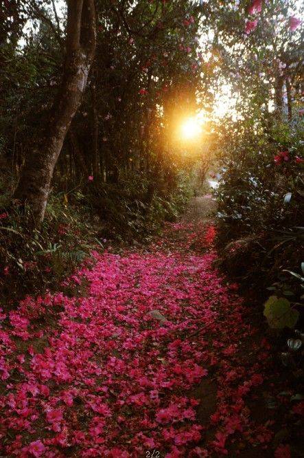 茶花村（腾冲县马站乡和睦茶花村）