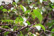 川鄂山茱萸（山茱萸科山茱萸属植物）