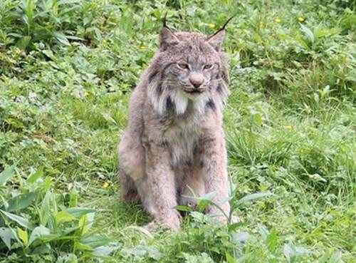 加拿大猞猁纽芬兰亚种