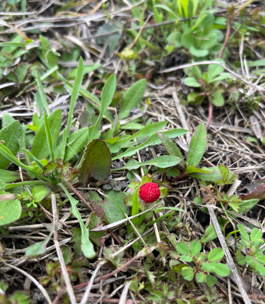 蛇莓（蔷薇科蛇莓属的一种植物）