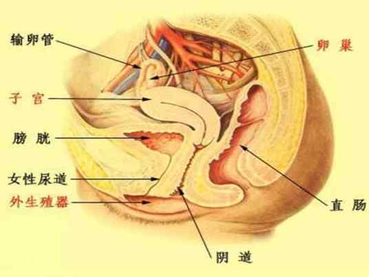 盆腔淤血综合症