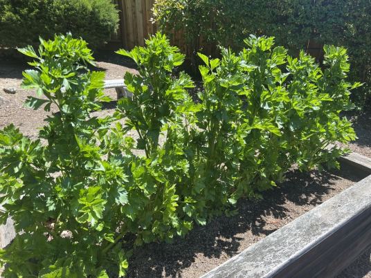 芹菜（伞形科芹属植物）