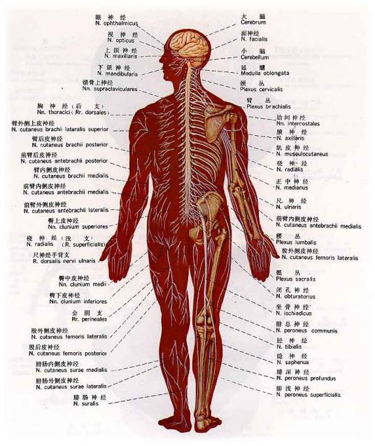 神经麻木