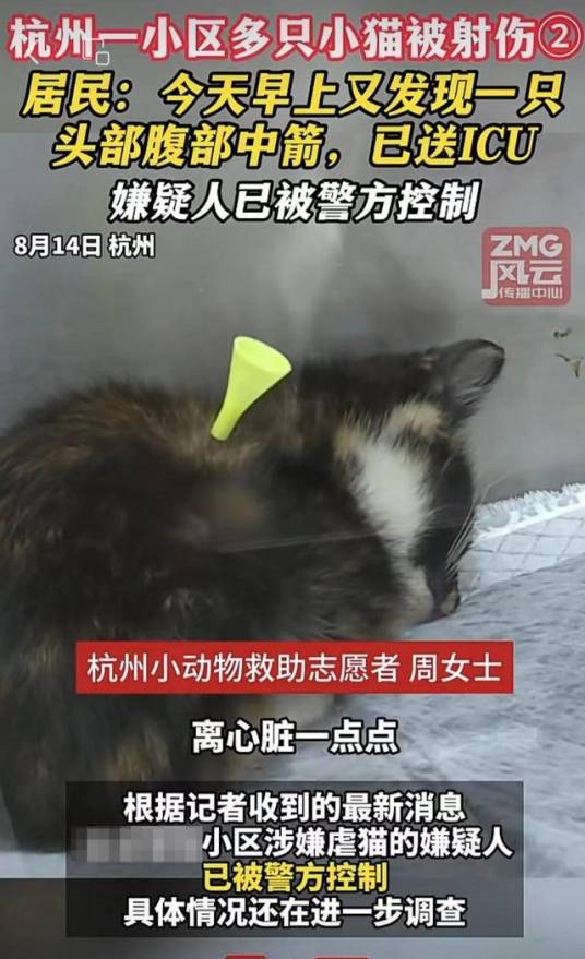 8·13杭州猫咪被箭射伤事件