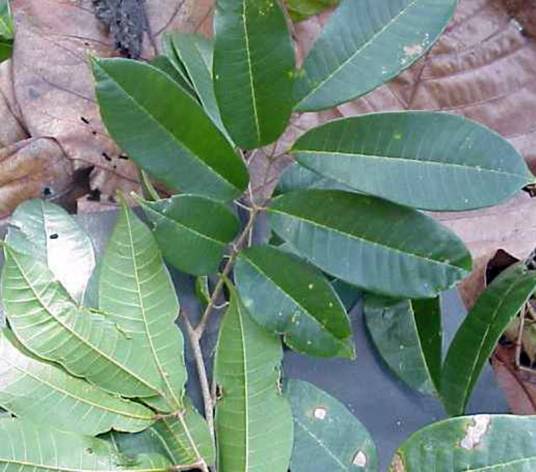 油橄榄（橄榄科橄榄属植物）