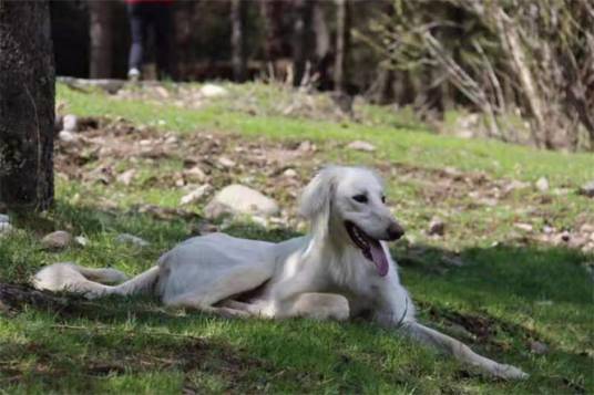 楼兰古犬