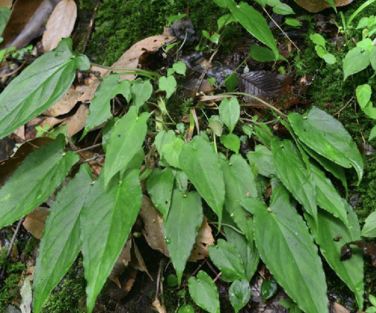 滴水珠（天南星科半夏属植物）