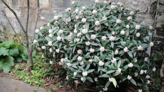 瑞香（瑞香科瑞香属植物）